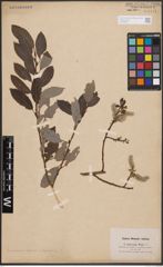 Foto von Salix cinerea L. x Salix nigricans Sm. x Salix phylicifolia L.